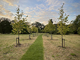limetreeavenue160x120