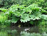 the pond