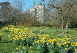 Daffodils in the orchard