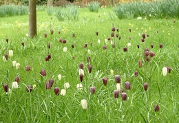 Snakeshead Fritillaries