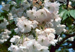 Blossom on Prunus 'Taihaku'