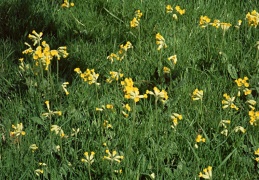 Cowslips in the orchard