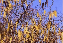 Catkins on Corkscrew Hazel