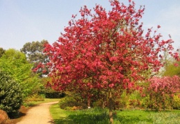 Crab apple trees in the orchard