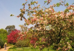Crab appl trees in the orchard