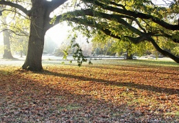 Autumn mist