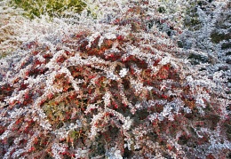 Berberis on the Autumn Bank