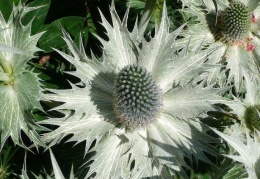 Eryngium