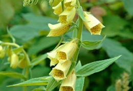 Digitalis grandiflora