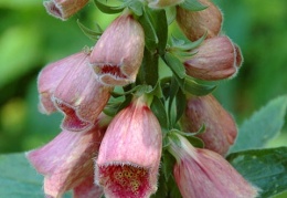 Digitalis x mertonensis