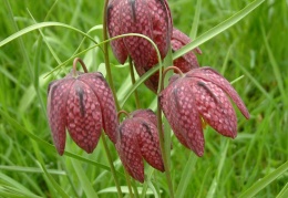 Fritilaria meleagris