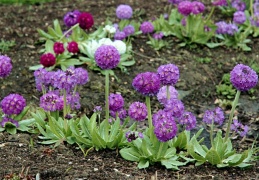 Primula