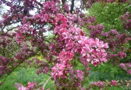 Crab apple trees in the orchard