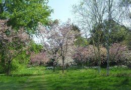 Daffodils in the cherry circle