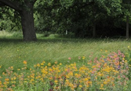 Candelabra primulas by the stream