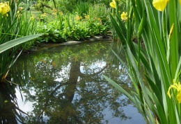 Flag Iris by the stream
