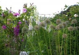 Mixed border