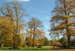 Turkey oaks in autumn