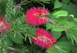 Callistemon