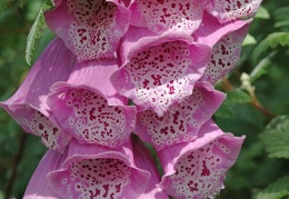 Digitalis