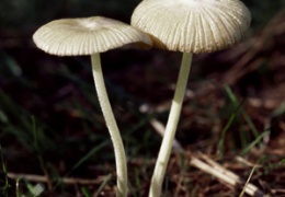 fungi