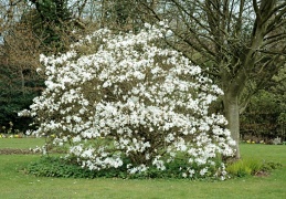 Magnolia stellata