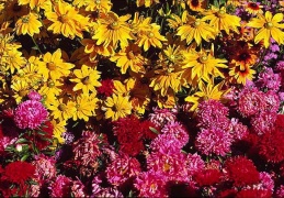 pink and yellow