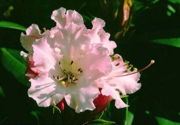 Rhododendron