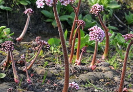 Darmera peltata