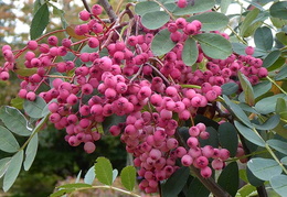 Sorbus hupehensis 'Pink Pagoda'