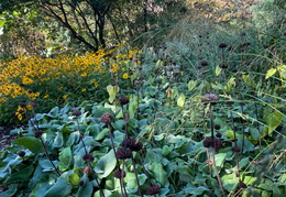 Autumn Border