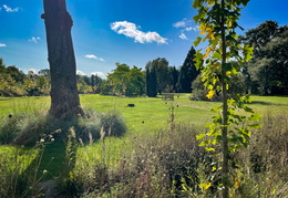 Across the Flower Stream