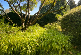 Golden Border