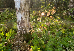 Honesty in the Woodland Border