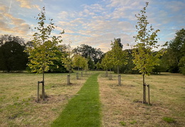 The Lime Avenue
