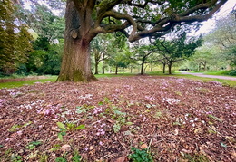 Cyclamen