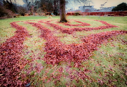 Leaf Trail