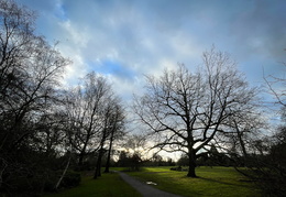 Turkey Oaks