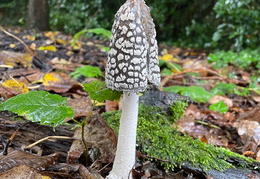 Magpie Inkspot