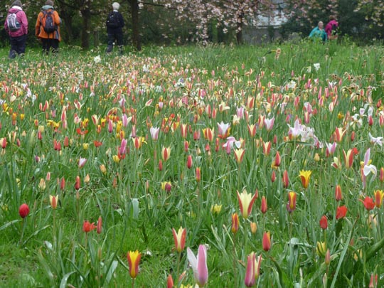 Tulips May 2012.jpg