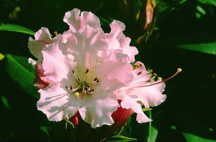 Julian_hg-rhododendron.jpg